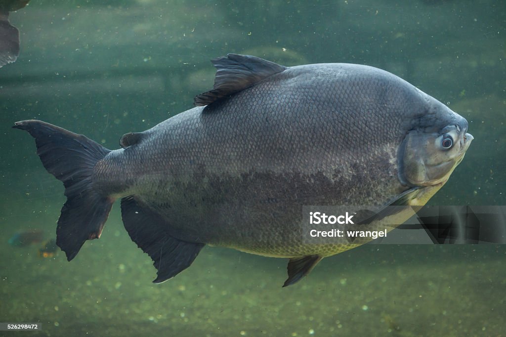 Tambaqui (Colossoma macropomum), also known as the giant pacu. Tambaqui (Colossoma macropomum), also known as the giant pacu. Wild life animal. Fish Stock Photo