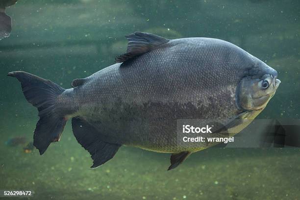 Tambaqui Also Known As The Giant Pacu Stock Photo - Download Image Now