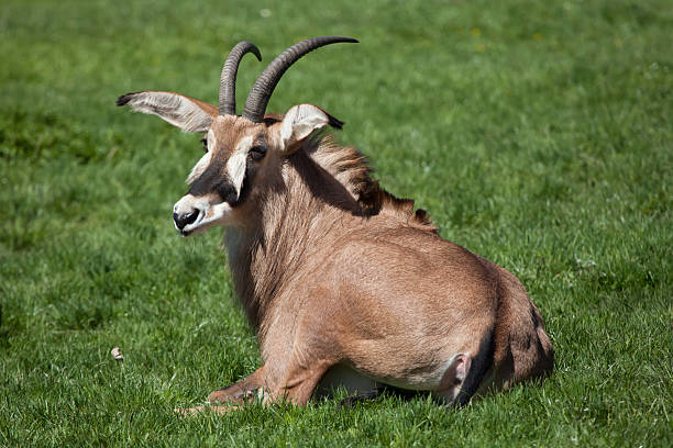 пестрый оттенок антилопы (hippotragus equinus). - equinus стоковые фото и изображения