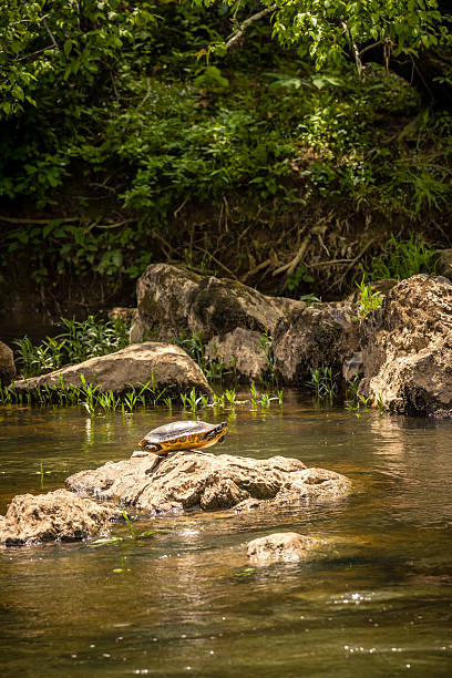 Large turtle on top of a rock Large turtle on top of a rock in the waters of Eno River in Durham, North Carolina. This river is one of the natural parks and watershed areas in the northern part of the city, just a few miles away from Duke University. While walking through the various trails of the park, you could not only meet new friends, but also have the chance to see different wild animals along the way. eno river stock pictures, royalty-free photos & images