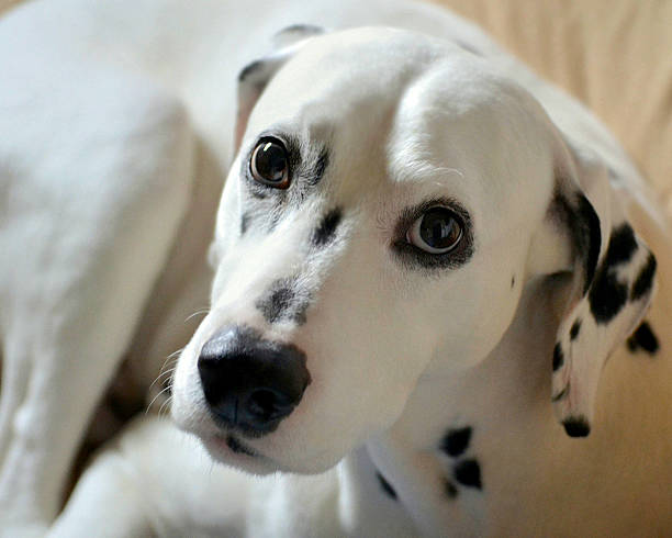 istock Portrait of a dalmatian dog 526299904