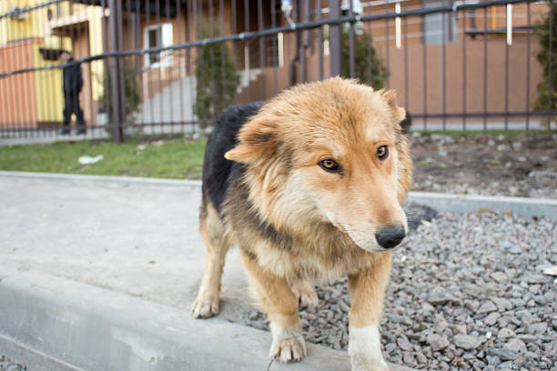 istock Homeless dog on the road 526300442
