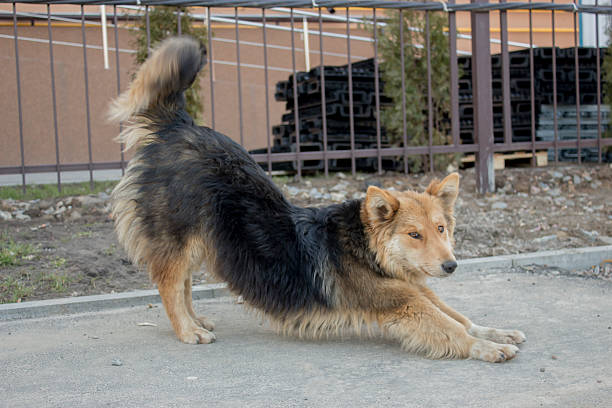 istock Homeless dog on the road 526300466