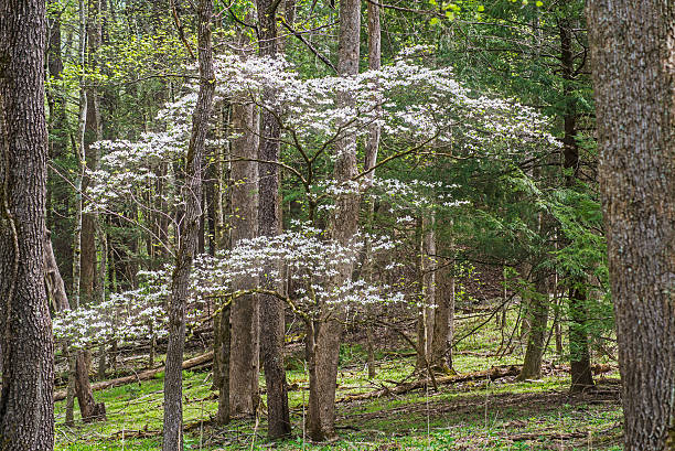 ハナミズキ の緑の木が開花ます。 - tennessee east mountain smoke ストックフォトと画像