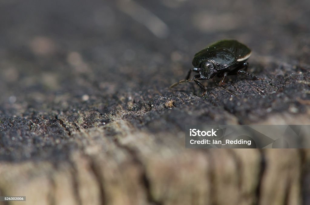 Borderd Shield Bug Bordered Shieldbug Stock Photo - Download Image Now - Animal, Animal ...