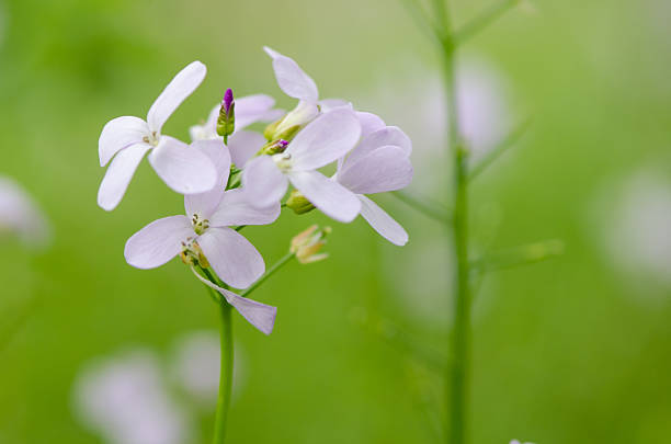 Coralroot (Cardamine bulbifera) flowers Rare perennial plant in the cabbage family (Cruciferae), with close up of pale pink flowers cardamine bulbifera photos stock pictures, royalty-free photos & images