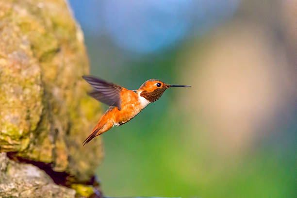istock Hummingbird in Golden Gate Park, San Francisco 526302296