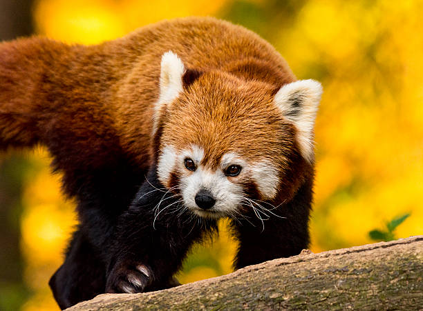 istock Close up of red panda on tree 526302420