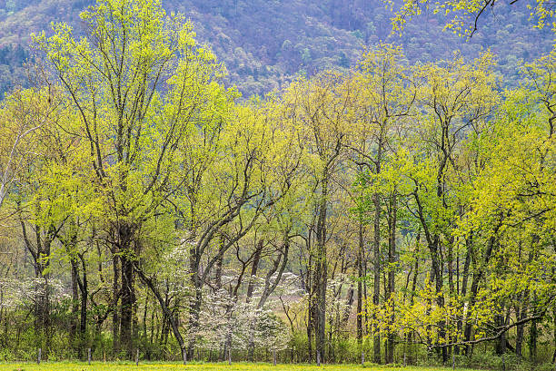 ハナミズキ と緑の葉春にします。 - tennessee east mountain smoke ストックフォトと画像