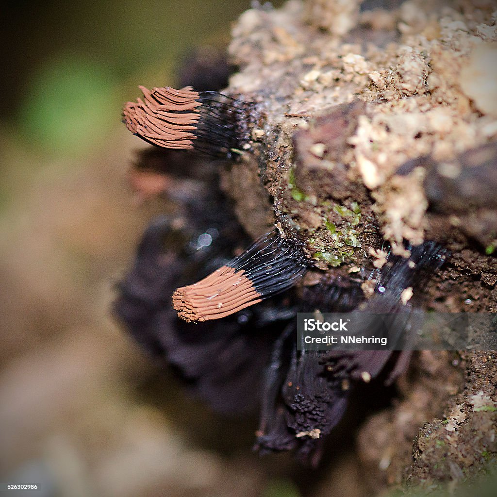 slime mold, Stemonitis fusca Slime mold, Stemonitis fusca, fruiting on decaying tree trunk. About 2 cm (1 inch) tall. Bajos del Toro, Alajuela, Costa Rica. Close-up Stock Photo
