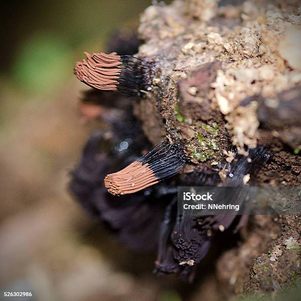 Slime Mold Stemonitis Fusca Stock Photo - Download Image Now - Close-up, Costa Rica, Nature