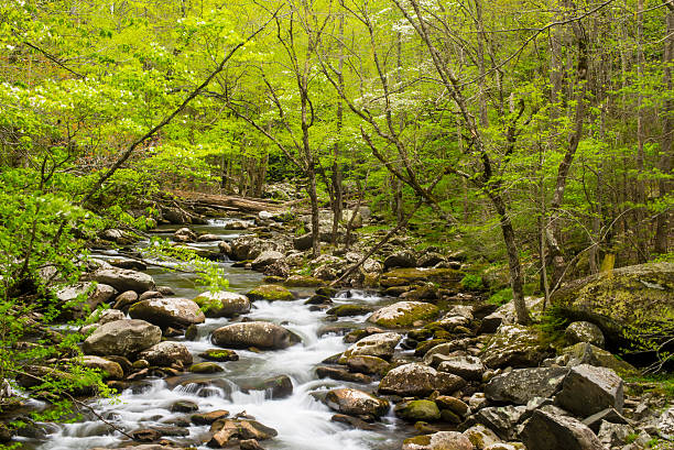 insenatura di acqua bianca in primavera in smokies. - cades foto e immagini stock