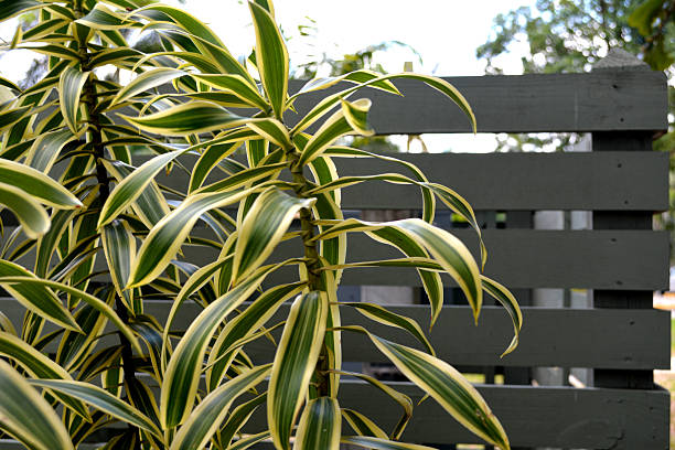 istock Spider plant along brown fence 526303048