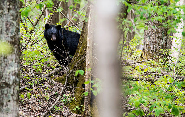 oso negro mirada furtiva desde detrás de un árbol. - great appalachian valley fotografías e imágenes de stock