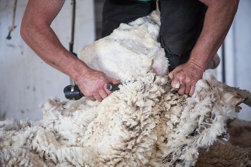 A farmer shears a sheep  with electric clippers in a shed near Horsham, Victoria (Australia).