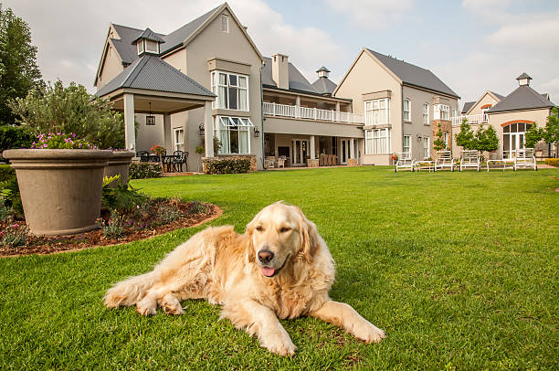 istock Golden Retriever Relaxing 526306195