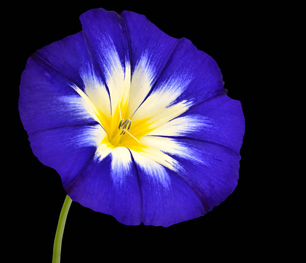 istock Blue Flower with White Yellow Star Center Isolated 526306551