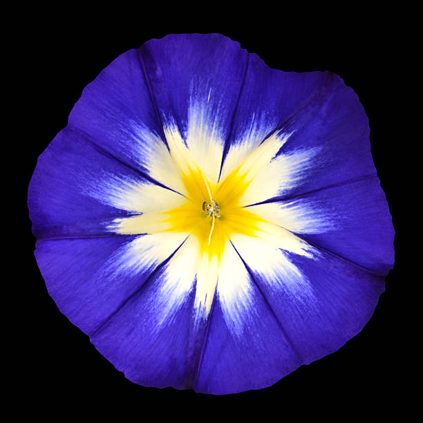 istock Blue Flower with White Yellow Star Center Isolated 526306555