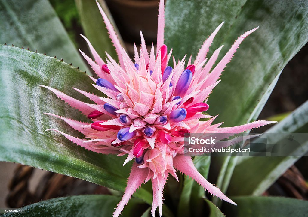 Aechmea fasciata Aechmea fasciata (Silver vase or Urn plant) is a species of flowering plant in the bromeliad family, native to Brazil. Silver Vase Plant Stock Photo