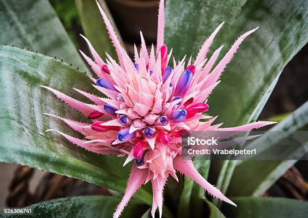 Aechmea Fasciata Stock Photo - Download Image Now - Silver Vase Plant, Bromeliad, Purple