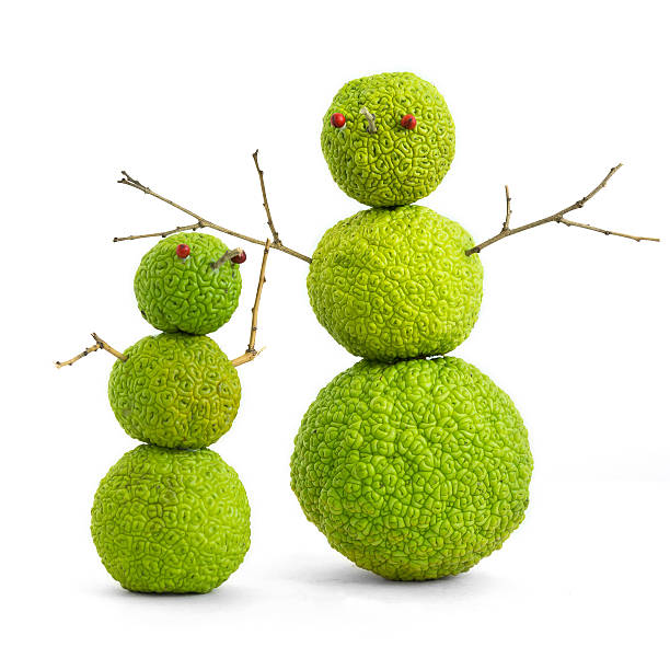 Subtropical “snowmen” Subtropical “snowmen”. Fruits of maclura pomifera stacked on each other, that resembles a snowman maclura pomifera stock pictures, royalty-free photos & images