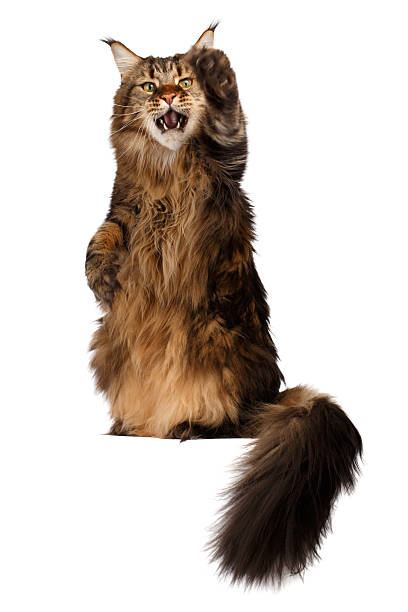 istock standing Maine Coon cat isolated on white 526307385