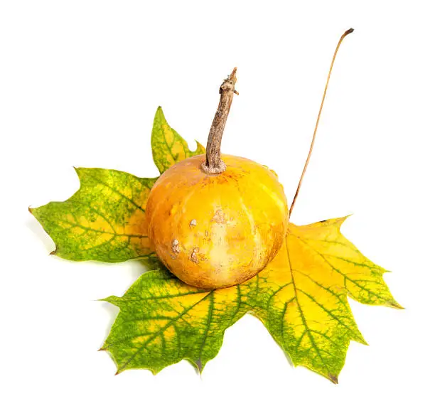 Small decorative pumpkin on autumn yellowed maple-leaf. Isolated on white background