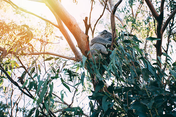 Koala at the eucalyptus tree Sleeping koala in natural environment koala tree stock pictures, royalty-free photos & images