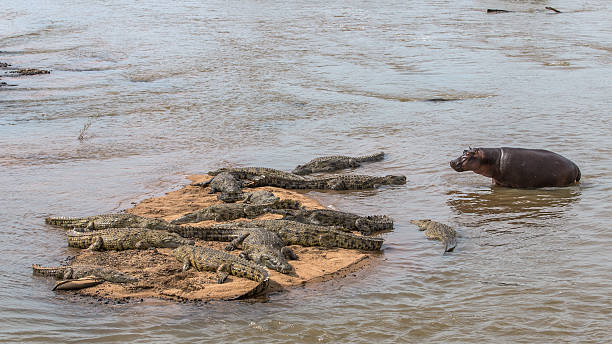 гиппопотам ходьбы до группой, здесь представлены крокодилы - kruger national park hippopotamus animal mouth animal стоковые фото и изображения