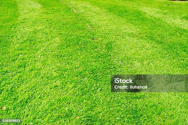 Green Grass Stock Photo - Download Image Now - Abstract, Agricultural Field, Agriculture