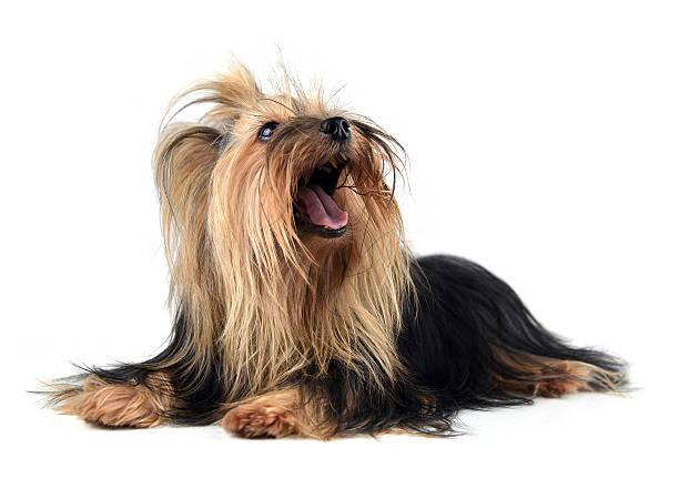 istock Dog yorkshire terrier isolated on white 526309891