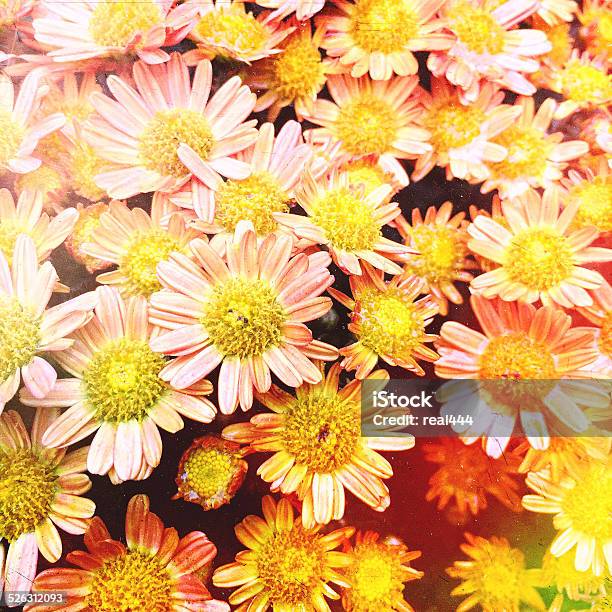 Flowers With A Vintage Texture Stock Photo - Download Image Now - Arrangement, Autumn, Beauty In Nature