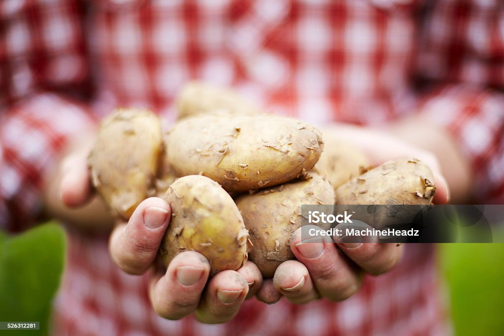 Man Holding Freshly Picked Jersey Royal New Potatoes 20-29 Years Stock Photo