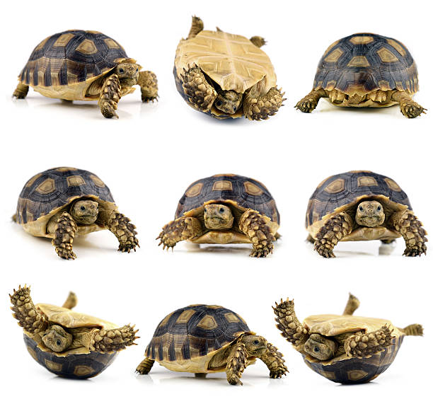 istock collection animal turtle isolated on white background 526312449