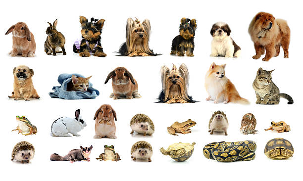 istock collection animal isolated on white background 526312537