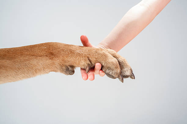 istock Human hand holding dog's paw 526312837