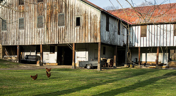 istock Country Barn With Chickens In Outdoors Winter 526313133