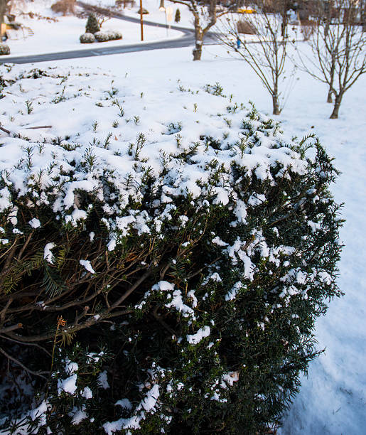 istock Snow Covered Hemlock Shrubs In Winter 526313153