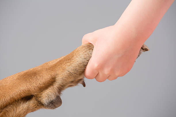 istock Human hand holding dog's paw 526320551