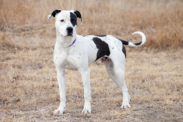 istock White and Black Pit Bull Retriever Dog Outdoors in Field 526321159