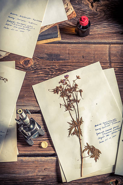 istock Collecting biological herbarium for lesson 526321547
