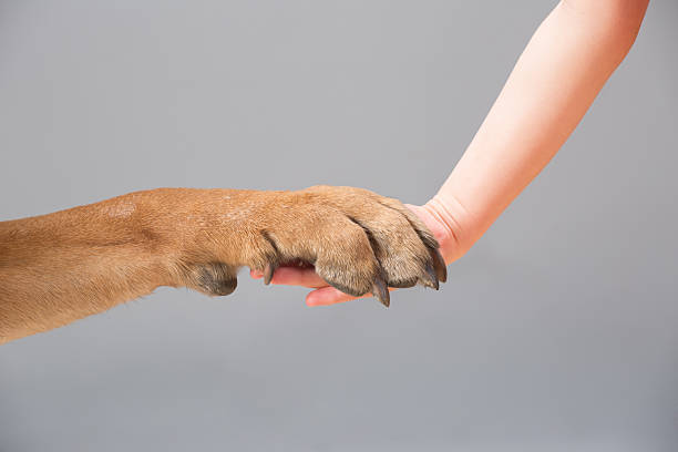 istock Human hand holding dog's paw 526321689