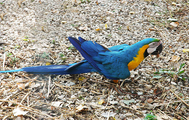 blue parrot blue parrot ara arauna stock pictures, royalty-free photos & images
