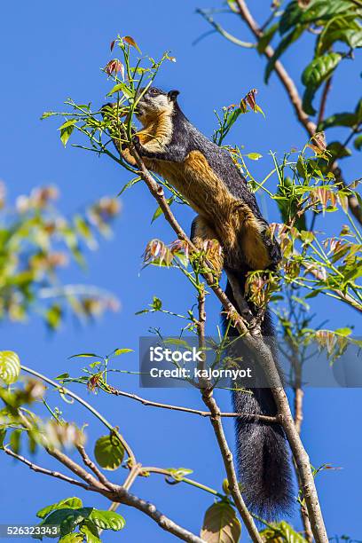 Black Giant Squirrel Stock Photo - Download Image Now - Animal, Animal Body Part, Animal Eye
