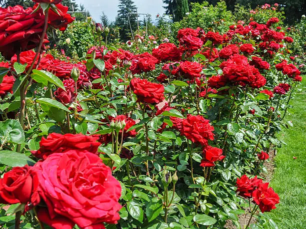 Photo of Roses - 'Ingrid Bergman'