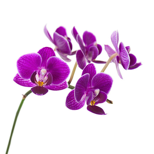 istock Very Rare Purple Orchid Isolated on White Background. 526324803
