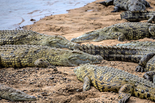 istock Crocodiles Basking in the Sun in Kruger National Park 526325181