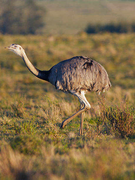 istock Greater Rhea (Rhea americana) on pampas, Uruguay 526325485