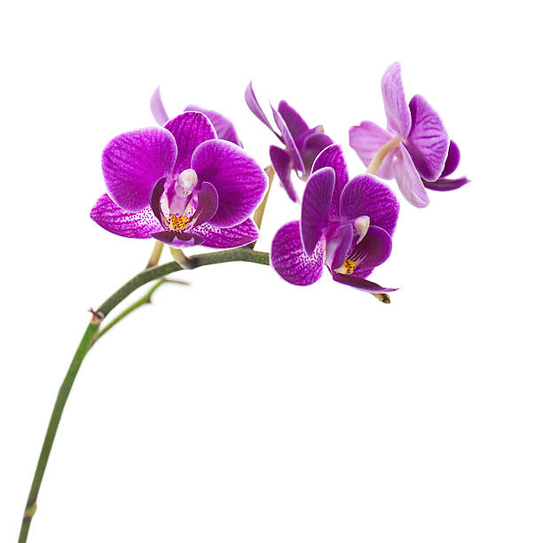 istock Very Rare Purple Orchid Isolated on White Background. 526325783