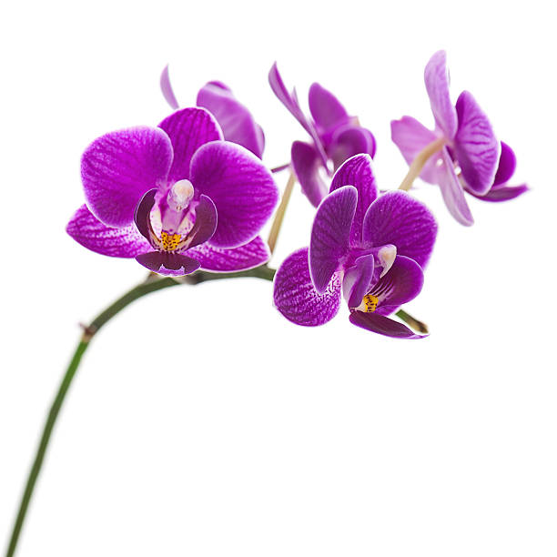 istock Very Rare Purple Orchid Isolated on White Background. 526325933
